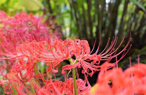 彼岸花風水|彼岸花（ヒガンバナ）ってどんな花？別名や赤・黄色。